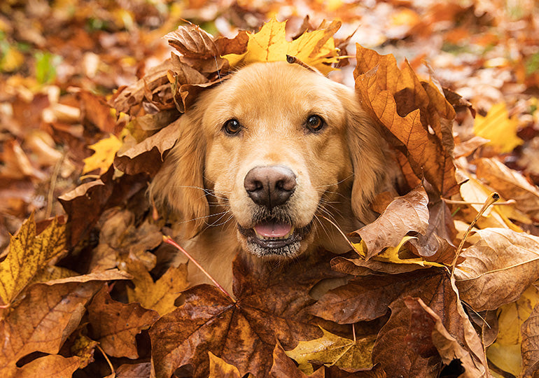 A Guide to Keeping Pets Safe in Autumn – Green and Wilds - Retail
