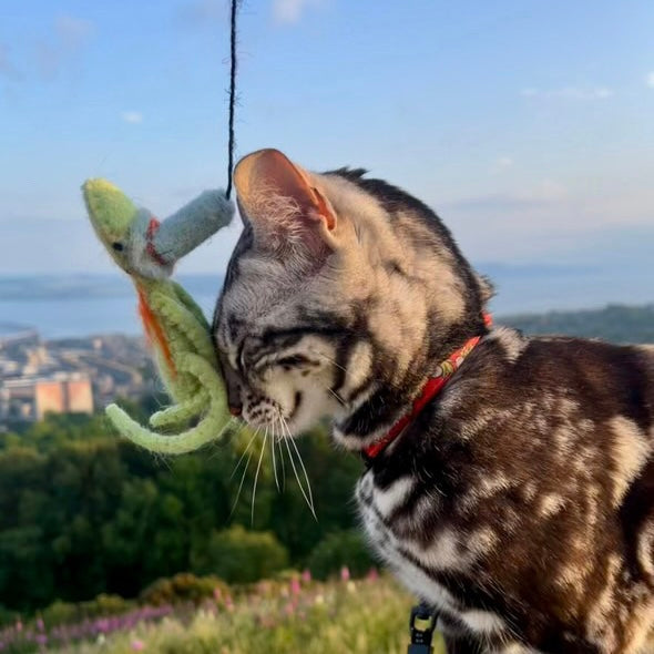 Is Your Cat an Adventure Cat? Exploring the Rise of Nature-Loving Felines