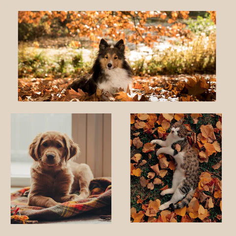 A Guide to Keeping Pets Safe in Autumn