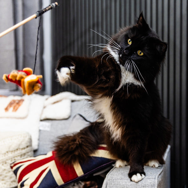 Satisfy Your Cat’s Hunting Instincts with Play, not Prey!