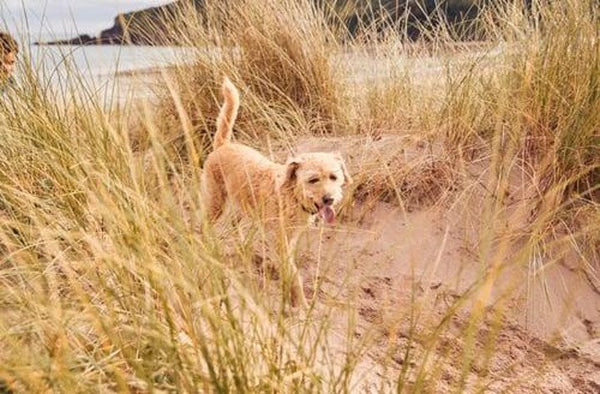 Where to Go (and What to Pack) for Dog-Friendly Days Out!