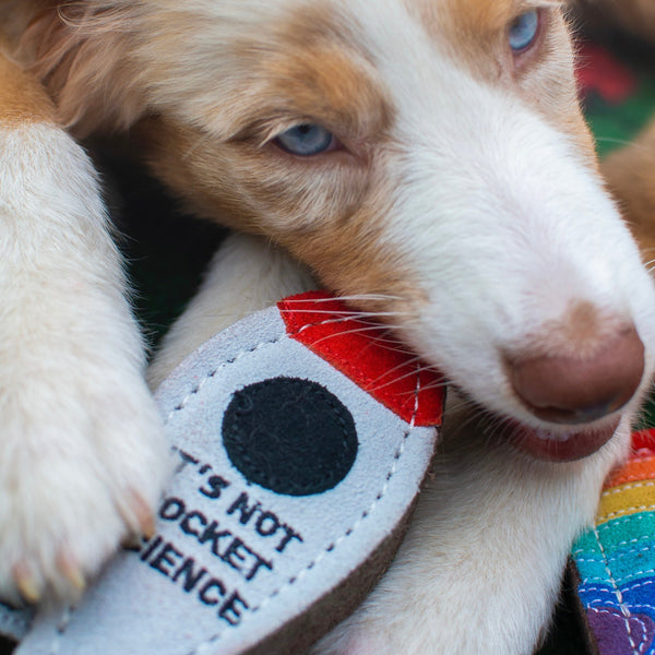 How to Choose the Right Eco Dog Toy for Your Pup’s Personality, Size & Chew Style