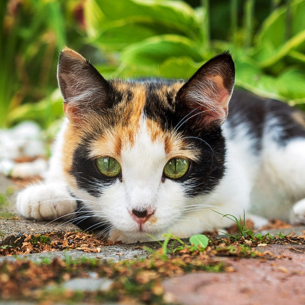 How to Keep Your Cat Cool, Comfortable, and Safe This Summer