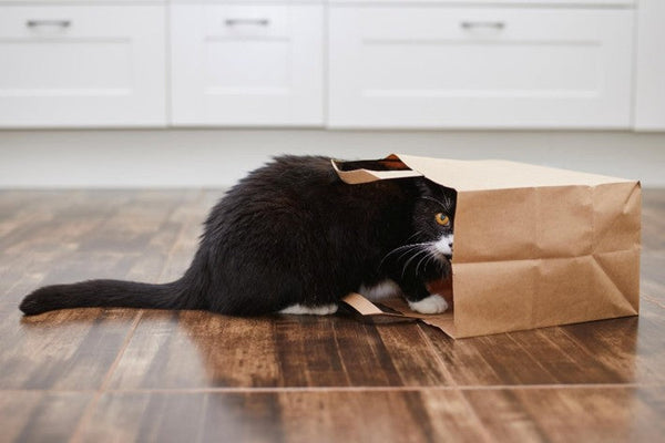 World Cat Day: Why Do Cats Ignore Everything We Buy Them?