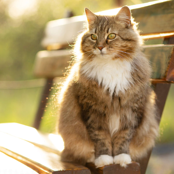 Dietary Supplements for Cats & Dogs