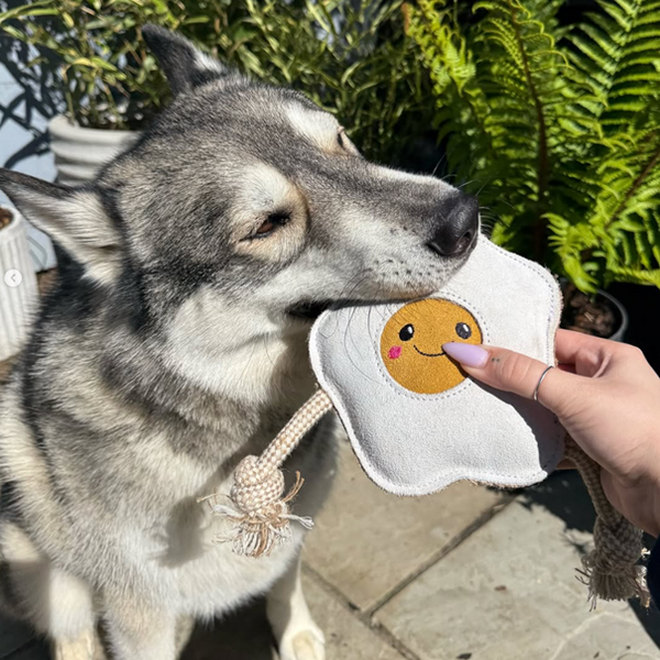 A Survival Guide to Shedding Season for Dogs and Cats