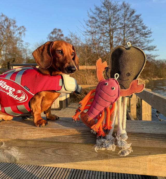 Summer Fun With Your Dog (Without Overheating!)