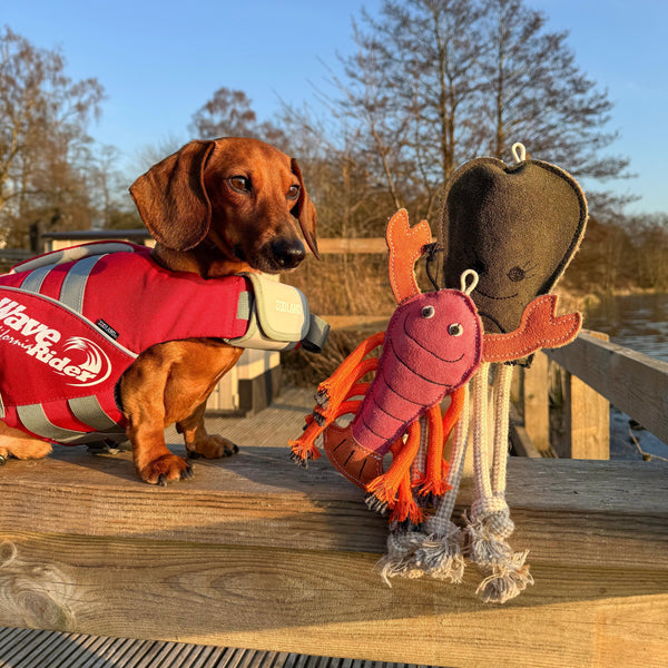 Summer Fun With Your Dog (Without Overheating!)