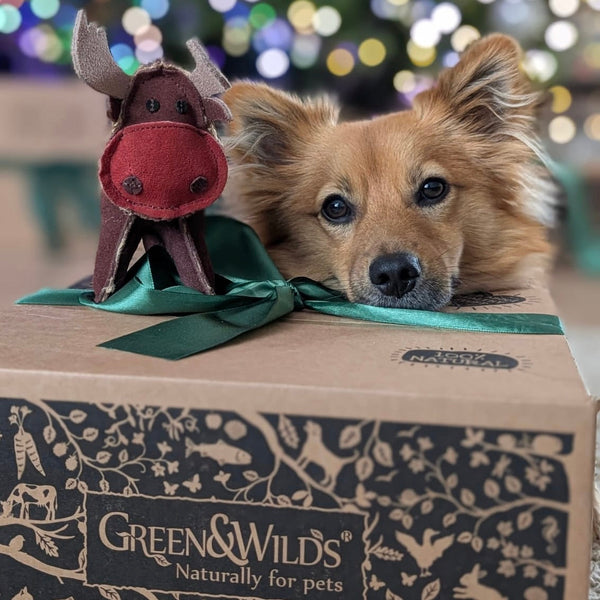 Can Dogs get Seasonal Depression in Winter?