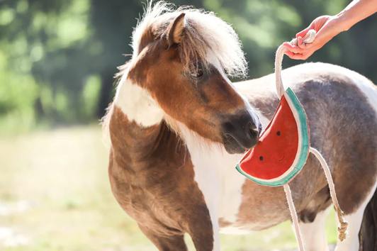 Equine Enrichment: What Makes a Happy Horse?