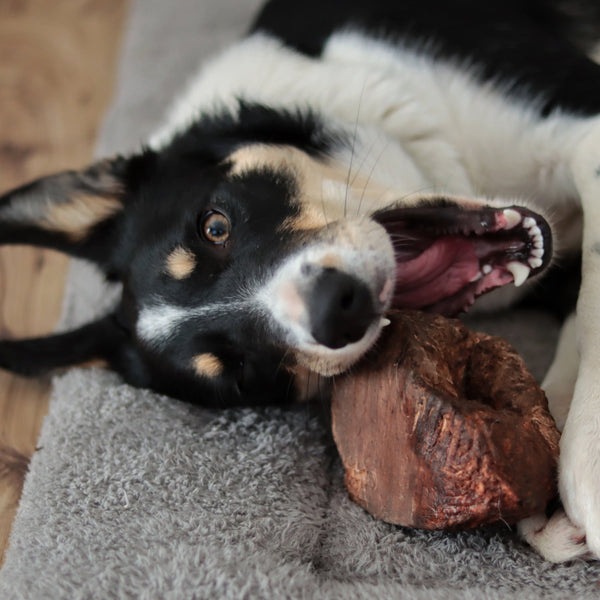 National Pet Dental Health Month: How to Take Care of your Pet’s Teeth