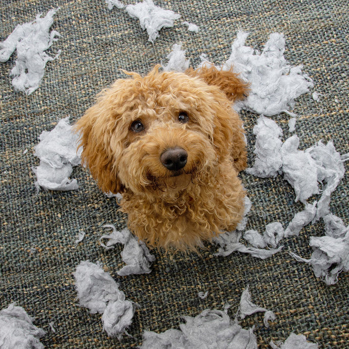 Understanding Puppy Chewing: A Guide for Owners