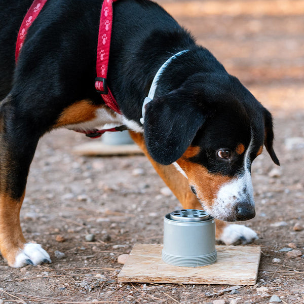 Unleashing the Fun with DIY Canine Enrichment Ideas!
