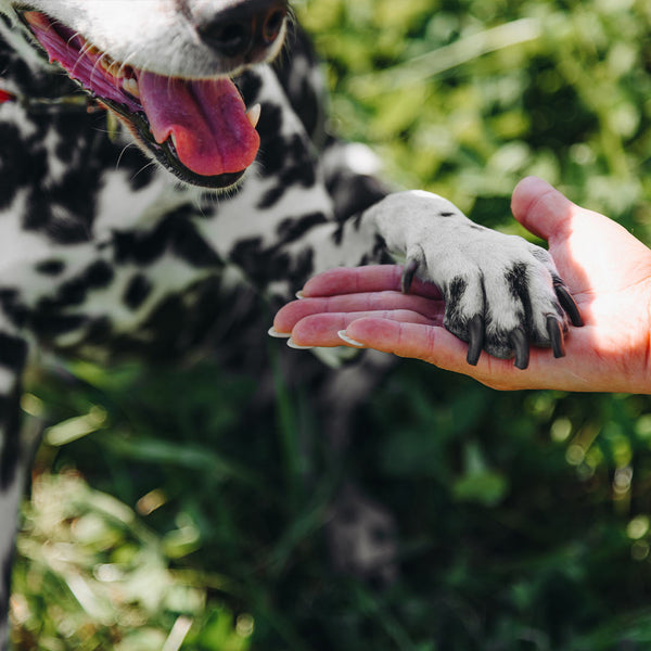 Brain Games for Dogs: Keeping Your Canine Companion Sharp and Happy