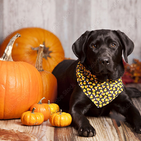 Keeping Your Pets Safe, Happy & Healthy During the Autumn Months: Halloween