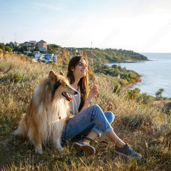 Taking Your Dog on Holiday: A Guide for UK Dog Owners