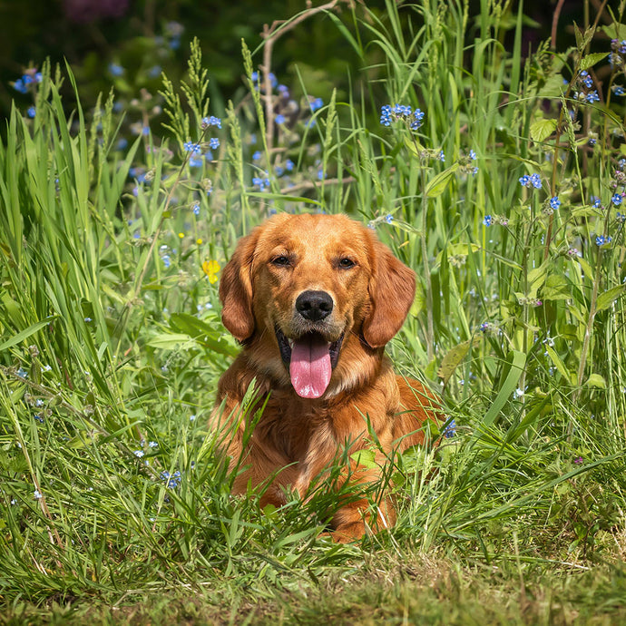 A Guide to Harmful and Toxic Foods for Dogs