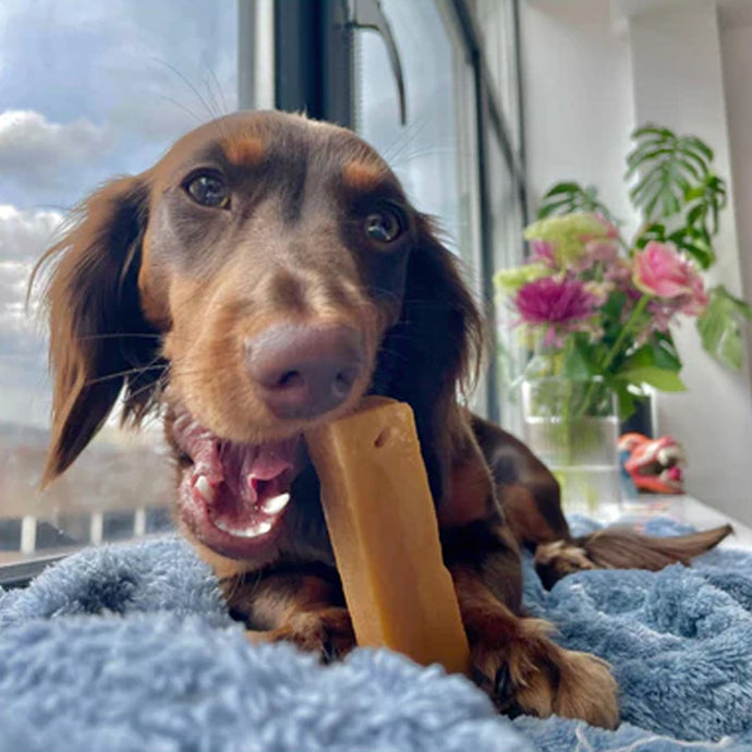 Himalayan Yak Cheese Chews for Dogs: A Natural & Nutritious Treat