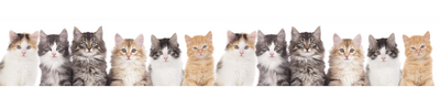 For Cats