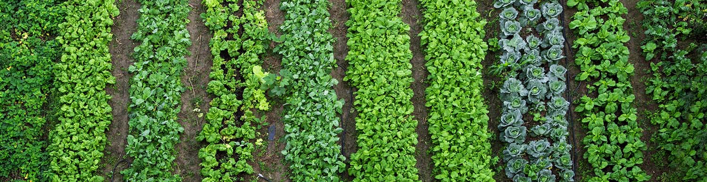 Farmer Fred's Veg Patch