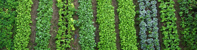 Farmer Fred's Veg Patch