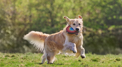 Eco Dog Toys